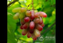 吃提子時(shí)皮澀怎么處理？4招解決方式