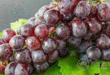 葡萄有個(gè)外號“水晶明珠”，常吃有3大好處