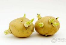變綠發(fā)芽的土豆有毒，這幾種也不能吃