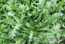 經(jīng)常喝酒肝不好，多吃5種綠色蔬菜，肝就會(huì)變好