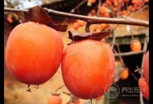 又是一年柿子成熟時(shí)候,柿子雖然好吃,但別吃太多