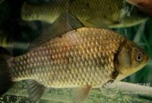 補鈣怎么補？曬太陽可以補鈣嗎？