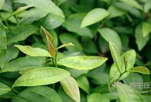 吃完東西口氣臭不想說話？5個方法幫你化解尷尬