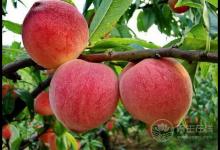 桃子不能和什么一起吃,多吃桃子的好處和壞處