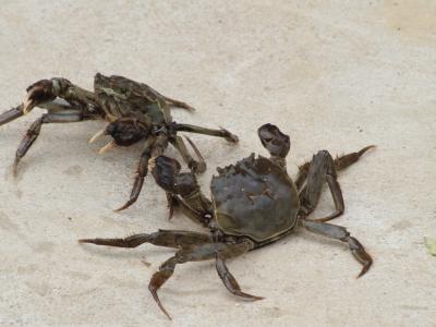 螃蟹煮面條應(yīng)該怎么做 螃蟹的食用禁忌