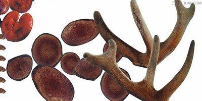 鹿茸分為哪些等級(jí)不同的等級(jí)之間的區(qū)別