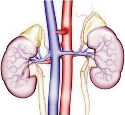 腎病到晚期的注意事項以及還能活多久 腎病到晚期的注意事項以及還能活多久