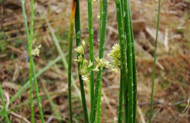 燈心草的服用功效與藥用價值有哪些 燈心草的服用功效與藥用價值有哪些