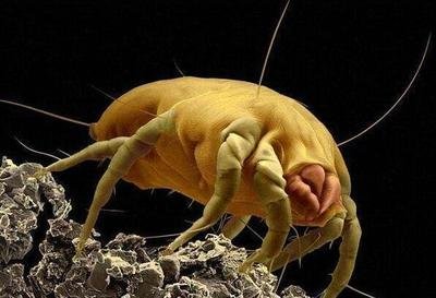 面部除螨蟲的方法以及房間除螨的方法 面部除螨蟲的方法以及房間除螨的方法