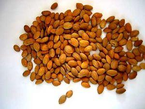 桃仁的作用有哪些用量應該是多少