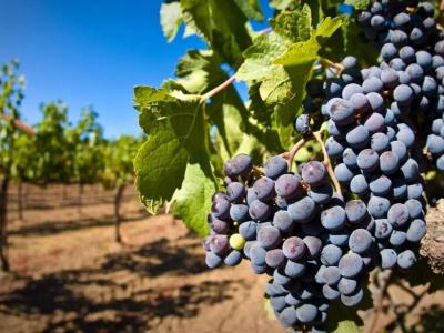 葡萄是否可以和蝦一起食用后果是什么