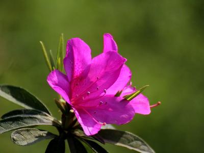 杜鵑花的養生功效以及杜鵑花的作用