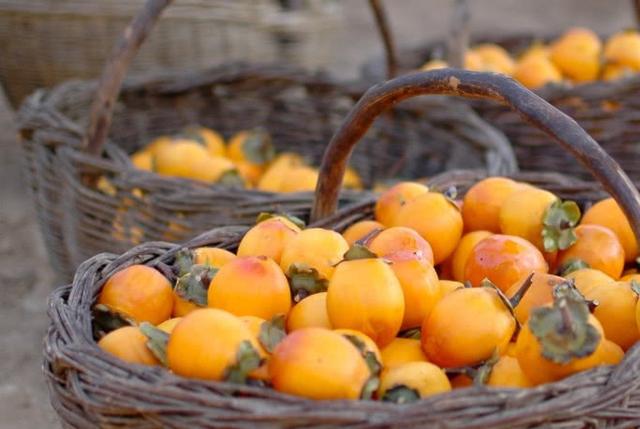 柿子泡酒的營養價值以及柿子泡酒的功效-易網<a href=http://m.logojc.com/ target=_blank class=infotextkey>健康養生</a>網 柿子泡酒的營養價值以及柿子泡酒的功效