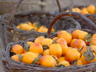 柿子泡酒的營養價值以及柿子泡酒的功效