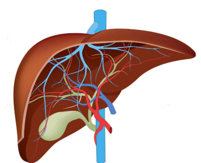 肝臟不好的人早上起床會出現這四個癥狀