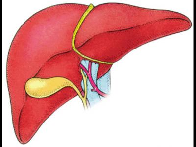 吃什么對肝臟排毒好保肝的藥物有哪些
