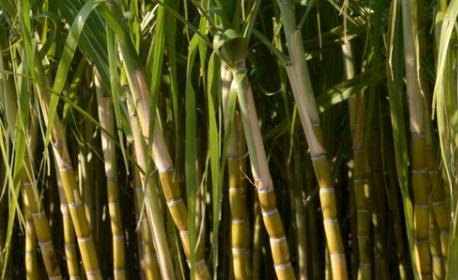 甘蔗中毒了如何進行催吐早期治療-易網健康<a href=http://m.logojc.com/jkys/ target=_blank class=infotextkey>養生</a>網 甘蔗中毒了如何進行催吐早期治療