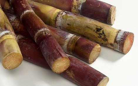 變紅發霉的甘蔗放久了還能吃嗎-易網健康<a href=http://m.logojc.com/jkys/ target=_blank class=infotextkey>養生</a>網 變紅發霉的甘蔗放久了還能吃嗎