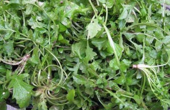 地菜的作用與功效 地菜的禁忌