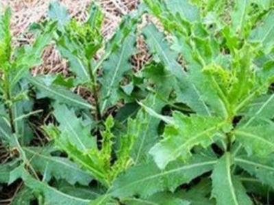 刺兒菜的作用與功效 刺兒菜怎么吃好