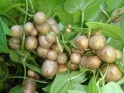 零余子的作用與功效