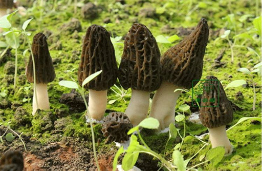 羊肚菌如何吃 羊肚菌的吃法