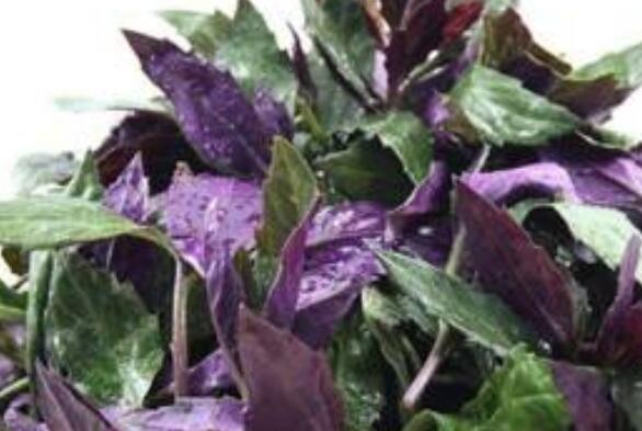 紅鳳菜的作用與功效 吃紅鳳菜的益處