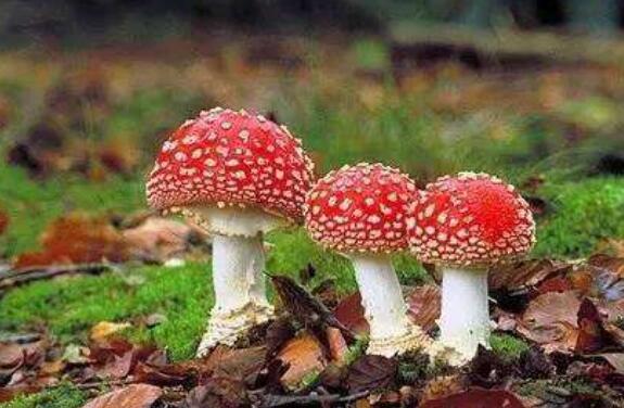 鵝膏菌有毒嗎 鵝膏菌為什么不能吃
