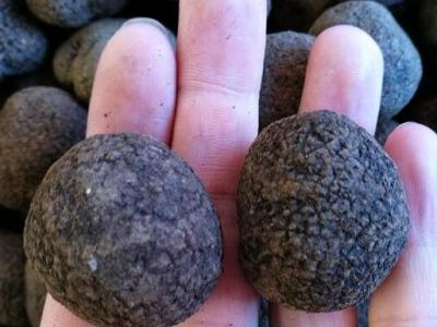 豬拱菌泡酒的作用與功效