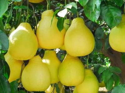 柚子有什么功效和作用 柚子的藥用價值