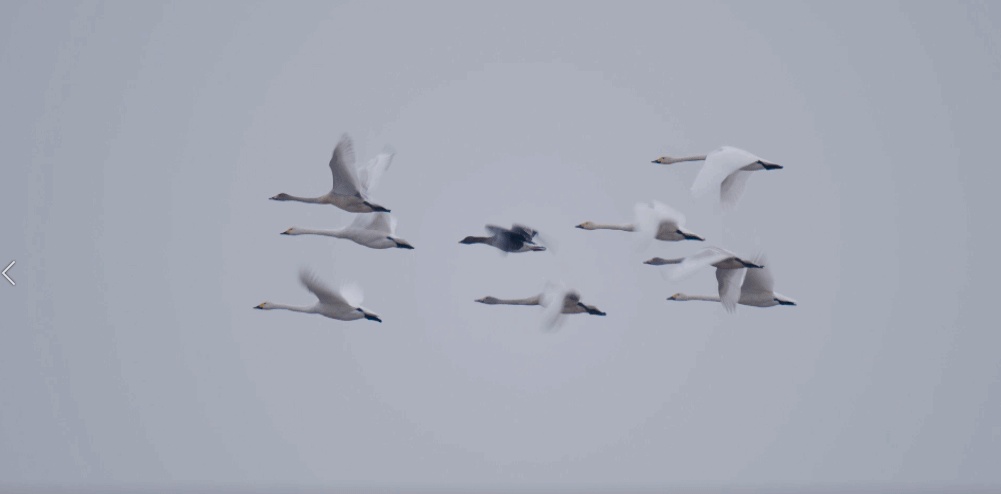 女子吃壽司致多器官衰竭 竟因這種細菌!-易網健康養生網 女子吃壽司致多器官衰竭 竟因這種細菌!