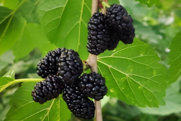 女人每晚喝一杯桑葚酒的好處 桑葚干的吃法-易網(wǎng)<a href=http://m.logojc.com/ target=_blank class=infotextkey>健康養(yǎng)生</a>網(wǎng) 女人每晚喝一杯桑葚酒的好處 桑葚干的吃法