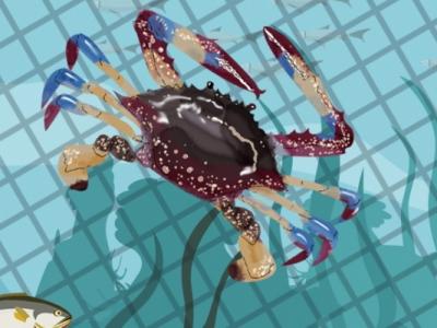 上午買的梭子蟹到晚上吃怎么保存 吃梭子蟹需要注意什么