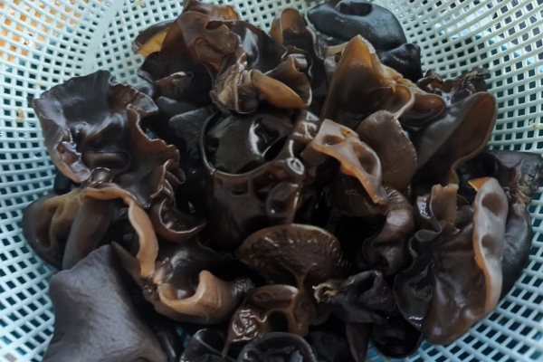 黑木耳怎么泡發最好 泡發黑木耳需要注意什么