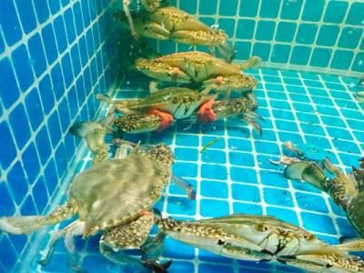 梭子蟹不能和什么一起吃 清洗梭子蟹的正確方法