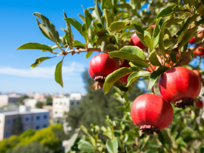 石榴的功效與作用、禁忌和食用方法