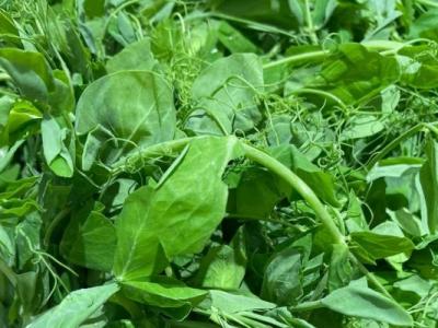 豌豆尖嘌呤高嗎