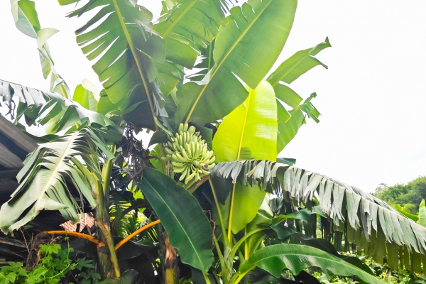 香蕉花曬干的功效與作用、禁忌和食用方法-易網(wǎng)健康<a href=http://m.logojc.com/jkys/ target=_blank class=infotextkey>養(yǎng)生</a>網(wǎng) 香蕉花曬干的功效與作用、禁忌和食用方法