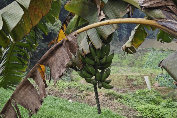 香蕉花曬干的功效與作用、禁忌和食用方法-易網(wǎng)<a href=http://m.logojc.com/ target=_blank class=infotextkey>健康養(yǎng)生</a>網(wǎng) 香蕉花曬干的功效與作用、禁忌和食用方法