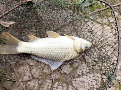 鯽魚湯的功效與作用、禁忌和食用方法