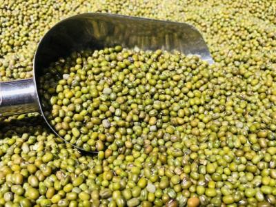 羊肉和綠豆能一起吃嗎