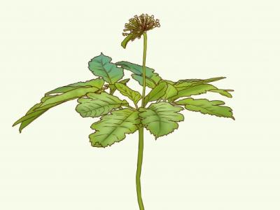 費(fèi)菜的功效與作用、禁忌和食用方法