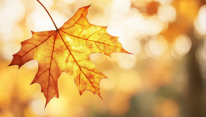 白露節氣降水特點是什么 影響白露節氣降水的因素-易網<a href=http://m.logojc.com/ target=_blank class=infotextkey>健康養生</a>網 白露節氣降水特點是什么 影響白露節氣降水的因素