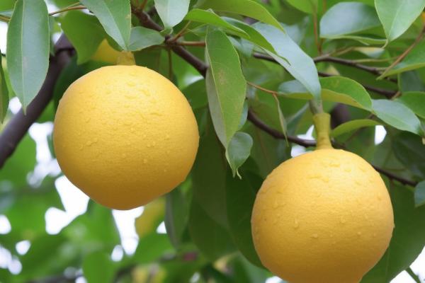 如何通過葡萄柚提高皮膚彈性