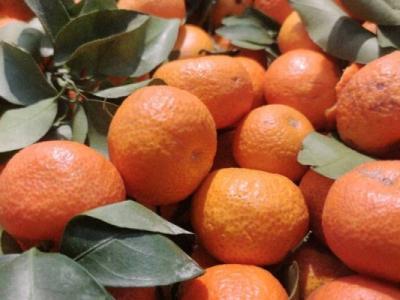 砂糖橘是如何幫助提高免疫系統(tǒng)的