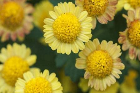 痔瘡的癥狀及治療方法,女性如何判斷自己得了痔瘡?-易網健康<a href=http://m.logojc.com/jkys/ target=_blank class=infotextkey>養生</a>網 痔瘡的癥狀及治療方法,女性如何判斷自己得了痔瘡?