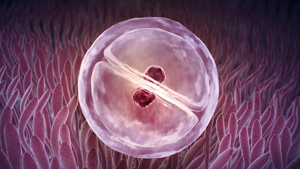 女性卵泡發(fā)育不良怎么辦 應(yīng)對(duì)卵泡異常的4個(gè)方法-易網(wǎng)<a href=http://m.logojc.com/ target=_blank class=infotextkey>健康養(yǎng)生</a>網(wǎng) 女性卵泡發(fā)育不良怎么辦 應(yīng)對(duì)卵泡異常的4個(gè)方法