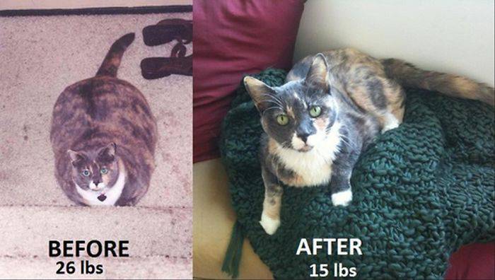 意志與努力的結晶：20組勵志減肥故事