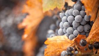 飲食提醒 史上最科學的秋菜吃法-易網<a href=http://m.logojc.com/ target=_blank class=infotextkey>健康養生</a>網 飲食提醒 史上最科學的秋菜吃法