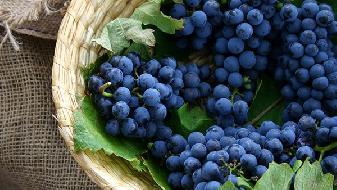 你知道嗎？餓了就吃比限制飲食更能飲食減肥